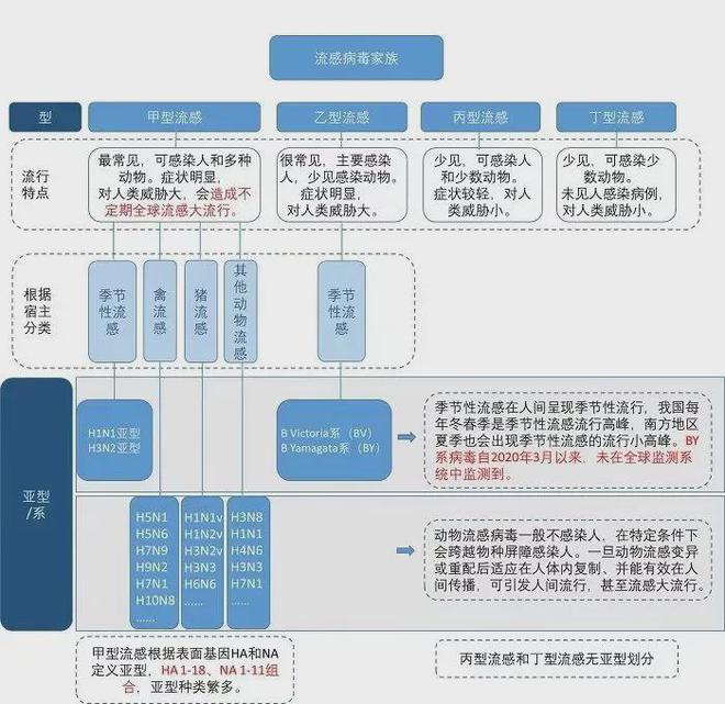 近期流感病毒特征与预防策略，中疾控报告甲流阳性率持续上升分析