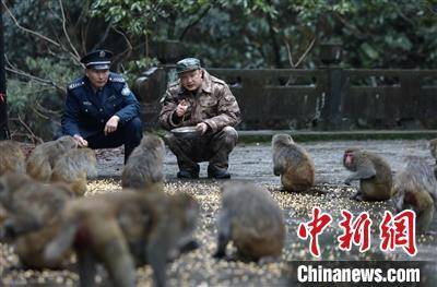 浙江惊现野猴群下山偷菜，引发广泛关注与热议