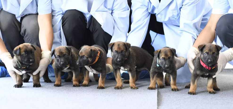 警犬反常行为成焦点，连续四周在战友床上尿尿被通报批评