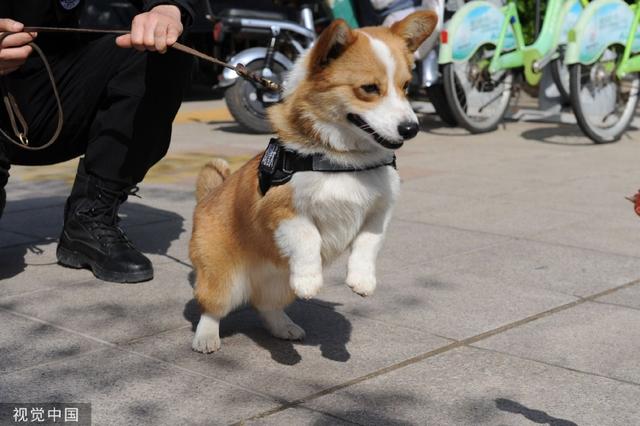 警犬福仔的忠诚与职责，因工作中的失误被扣年终奖的故事