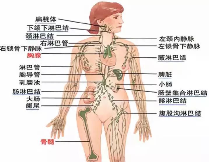 淋巴肿大需警惕，三个部位异常可能是肿瘤征兆