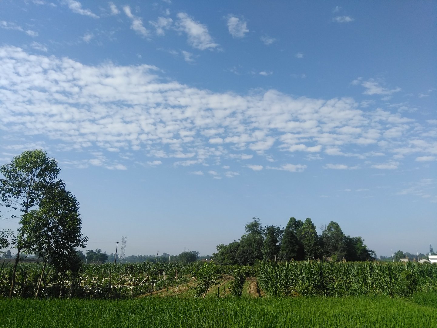 土主镇最新天气预报通知