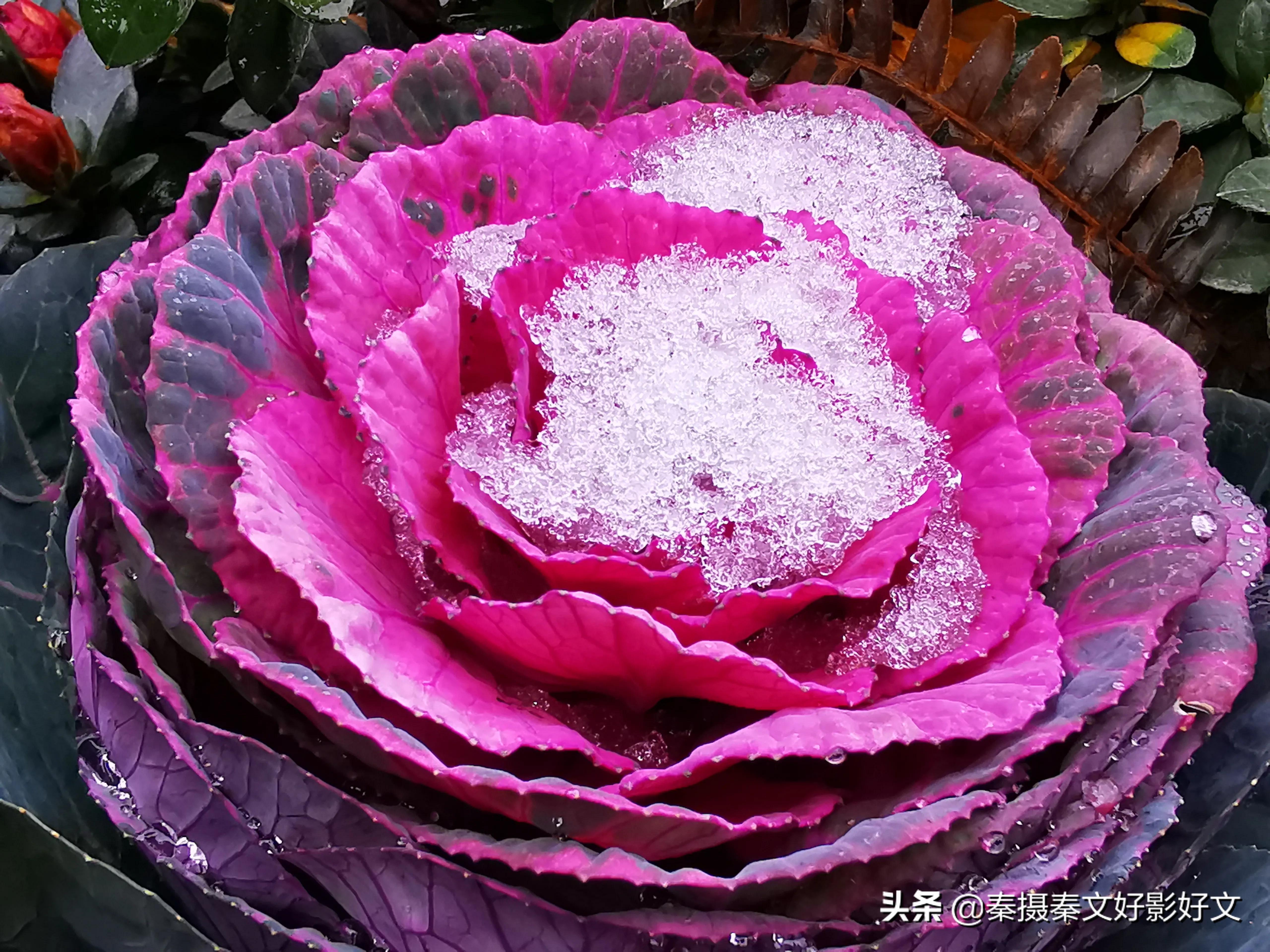 羽衣甘蓝饮品真的能掉秤吗