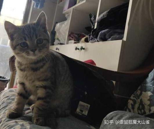 狸花猫的智商探究，究竟有多高？