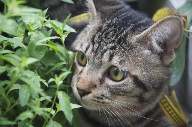 狸花猫打架，威猛展现与神秘魅力