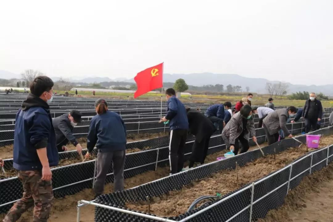 徽州区农业农村局新项目推动农业现代化，乡村振兴再添动力