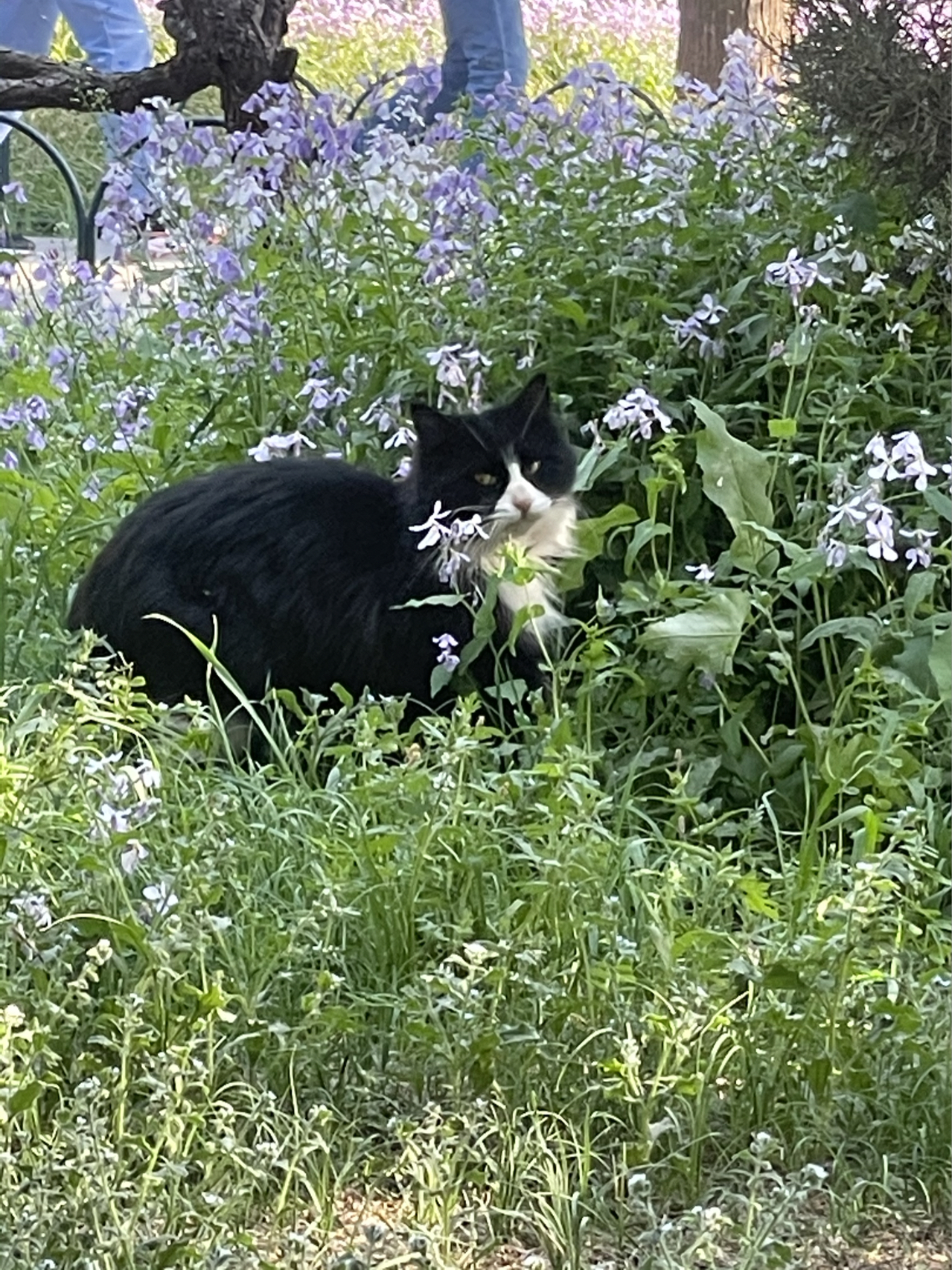 流浪猫的花语，瞬间的温暖，手慢则失