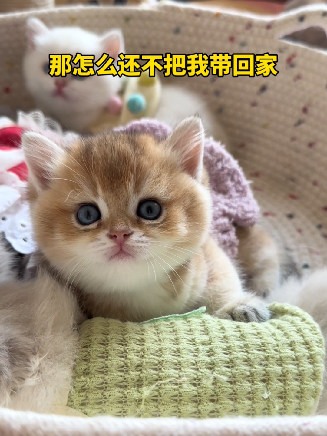 一只猫的温馨故事，我可以养你吗？