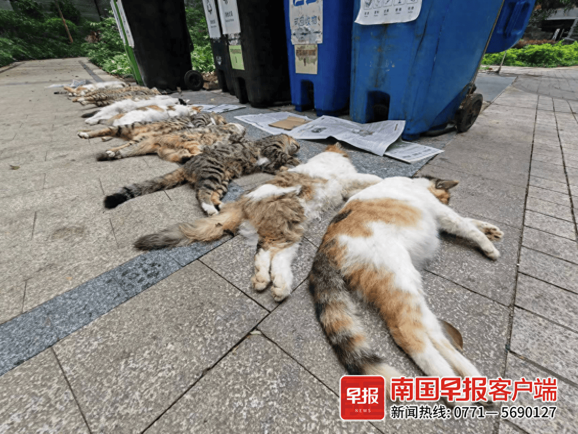 近百只猫溺亡水塘事件，反思与启示