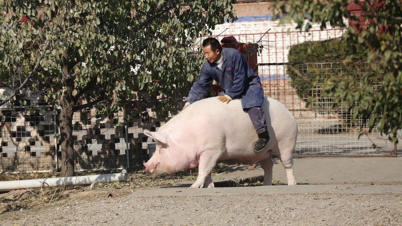 男子骑年猪狂飙乡村趣事