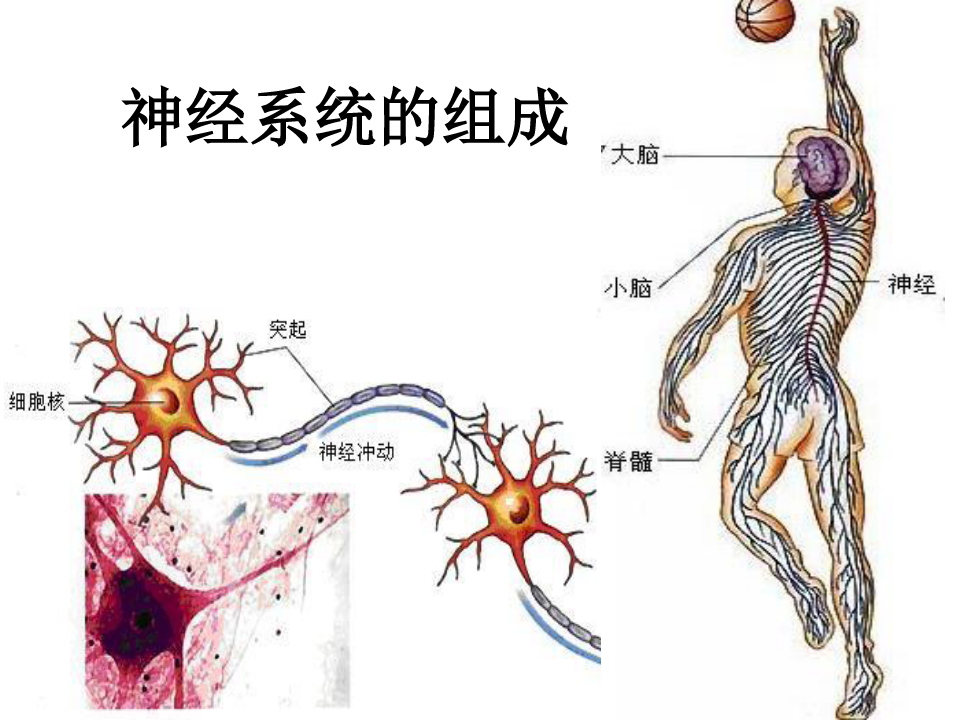 神经系统疾病的探索、理解与应对之道