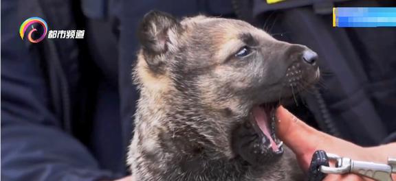 警犬幺幺零，一岁成长路上的荣耀与历程