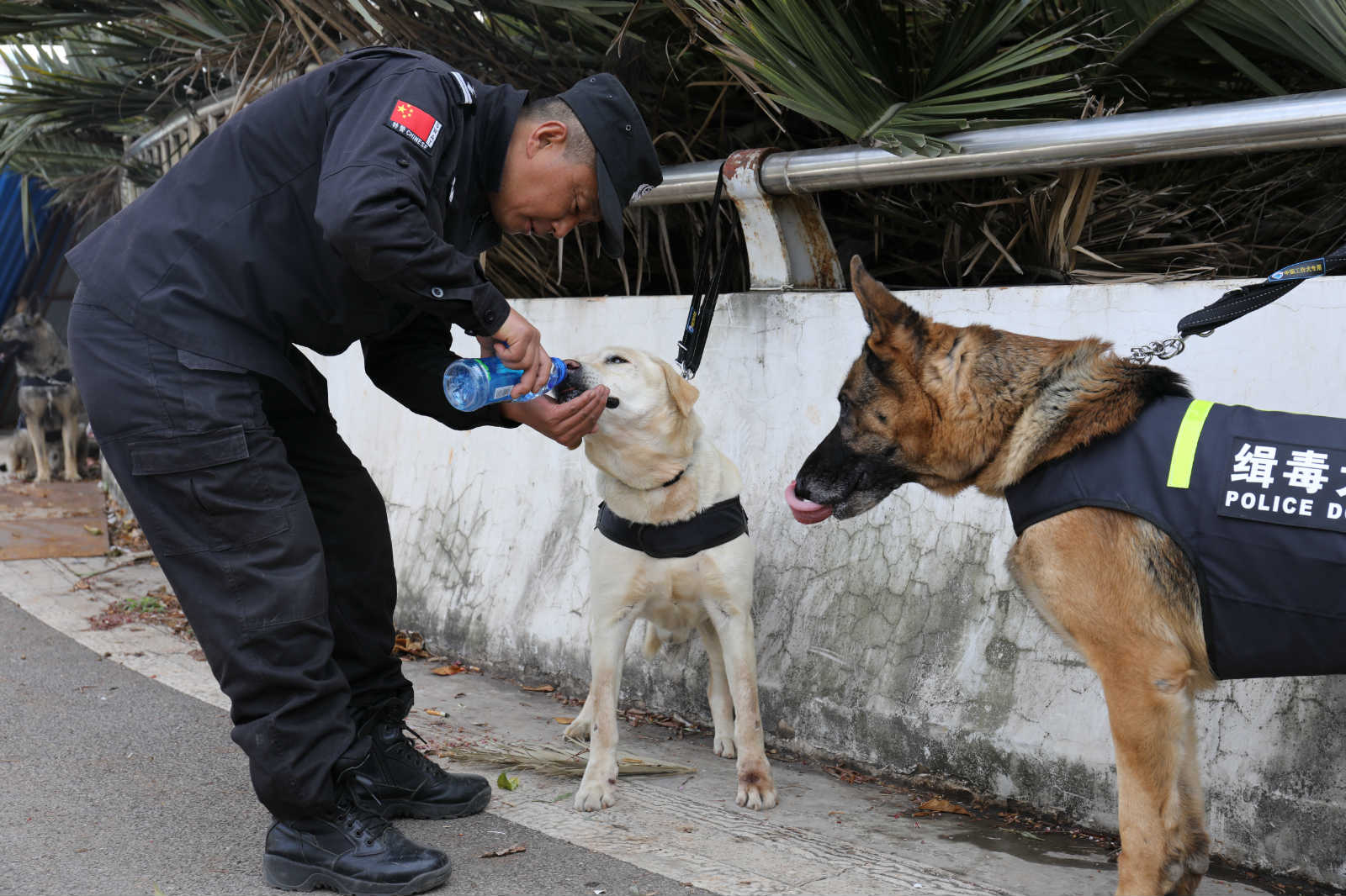 警犬幺幺零，挑战者的困扰