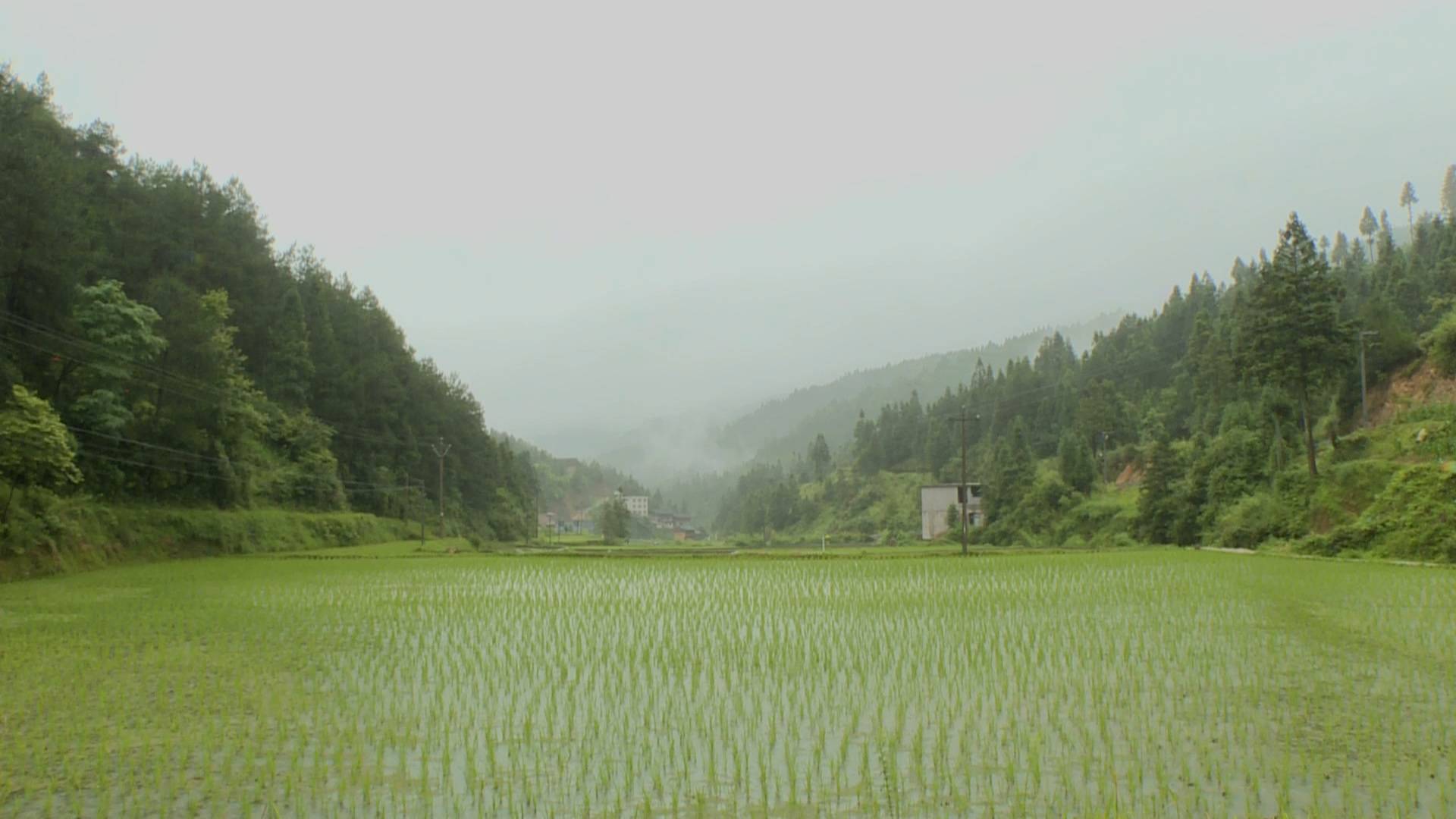 雷山县农业农村局最新动态报道