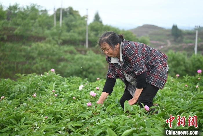 番薯地里的政治秀，十万投入背后的故事与思考