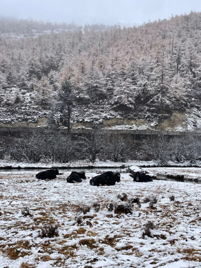 德央雪村最新天气预报信息