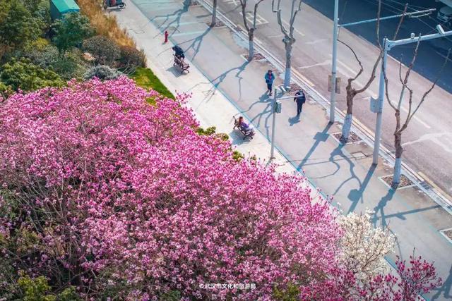 被华中科技大学的玉兰教室刷屏了