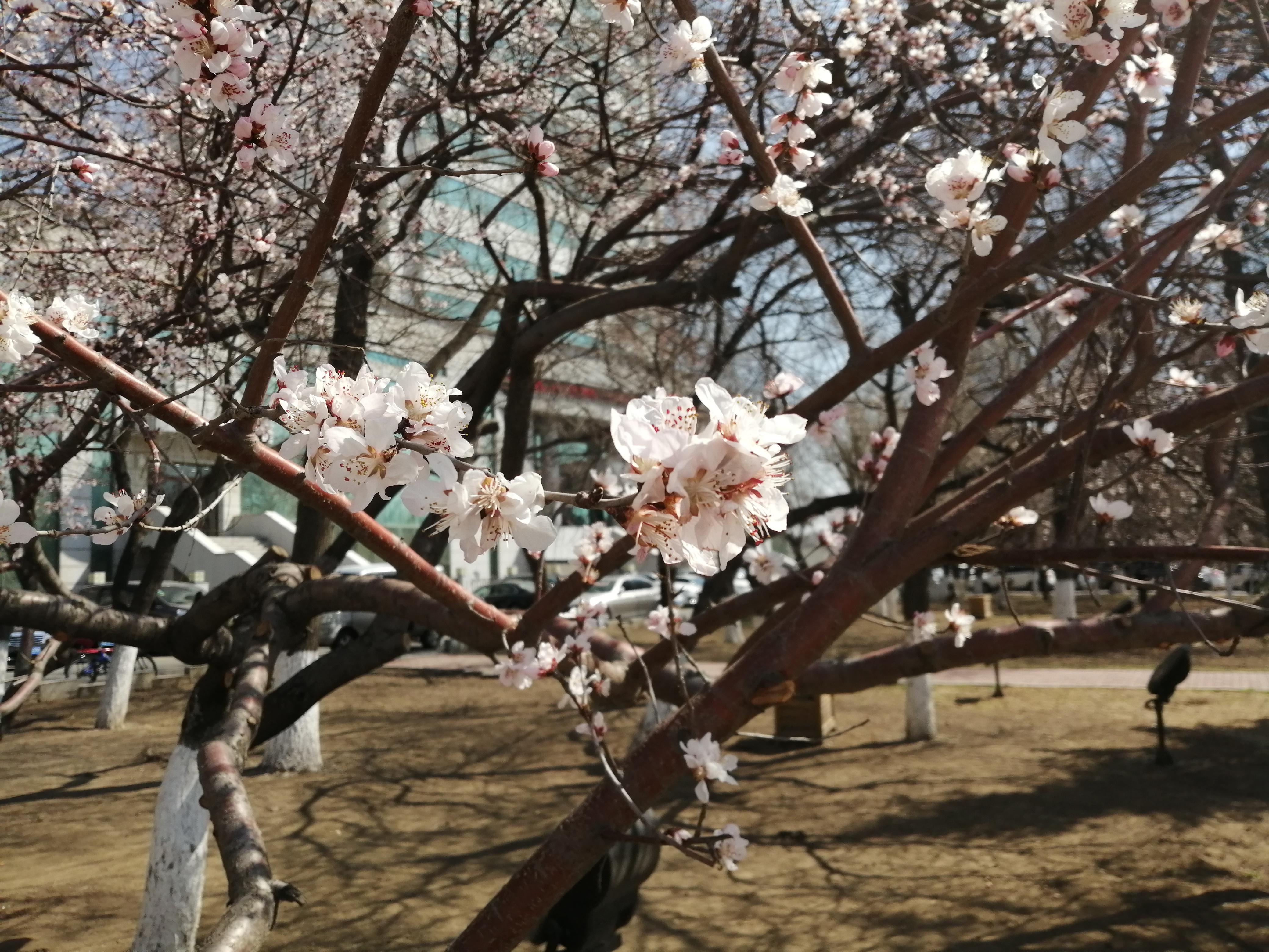 花开神州春意浓