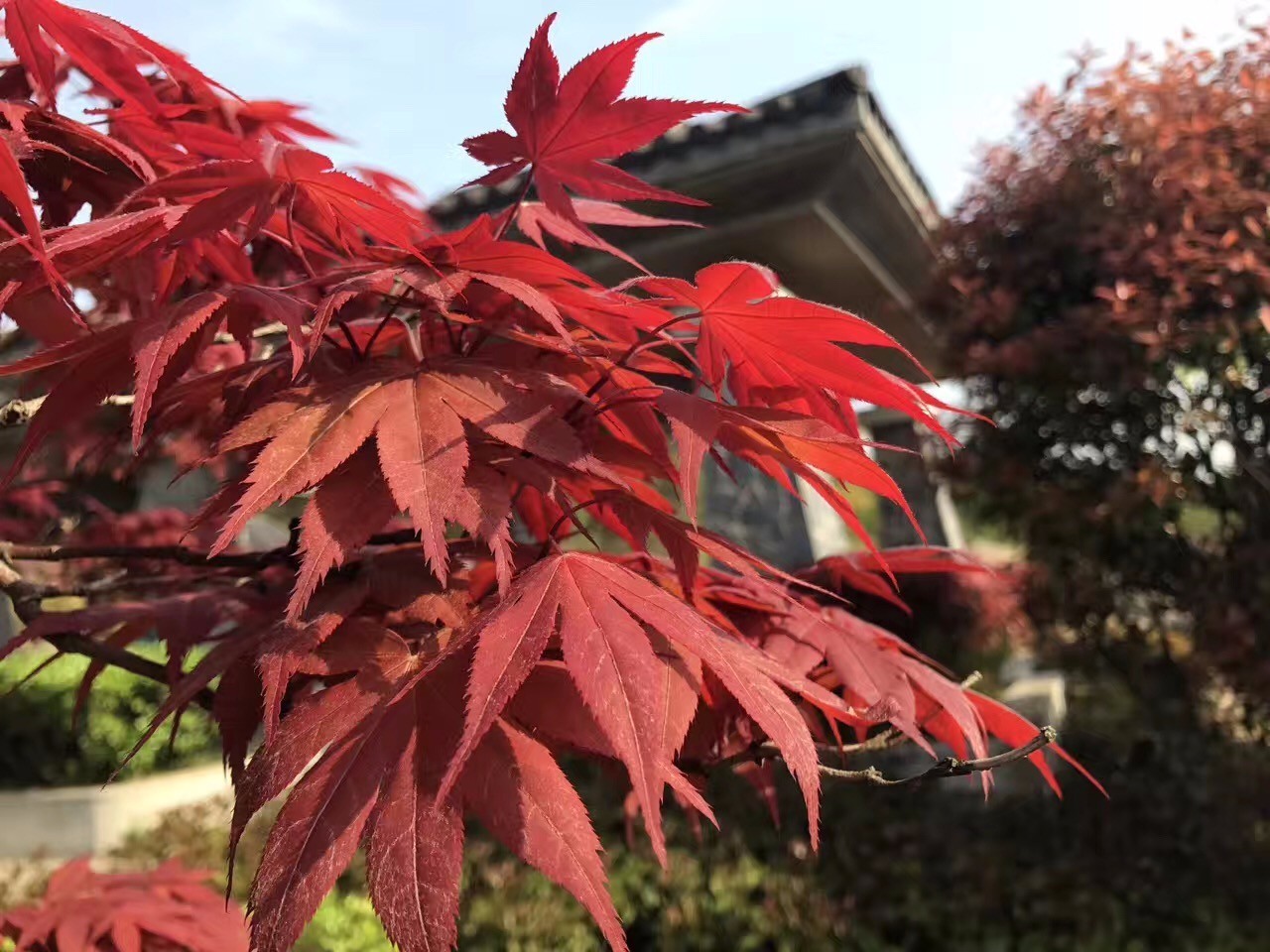 花花花人人花花花